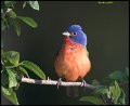 _7SB2802 painted bunting